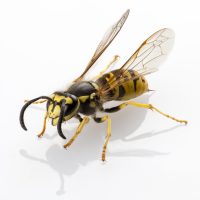 Extermination Ste-Foy