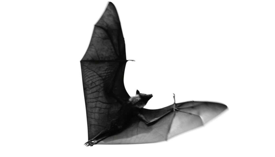 Exterminateur Chauve-Souris